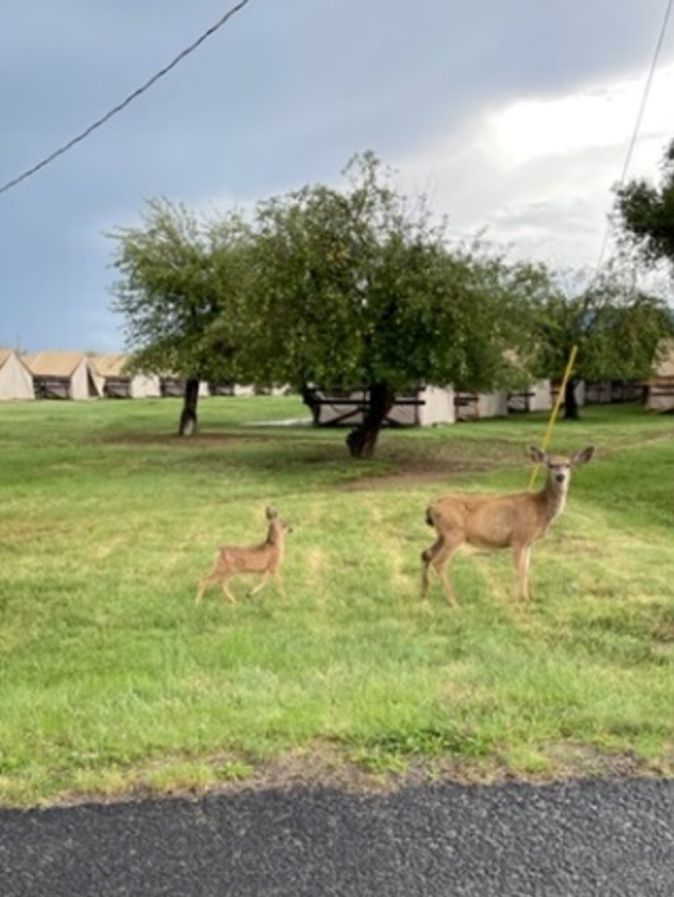 Doe and faun among Philmont tents